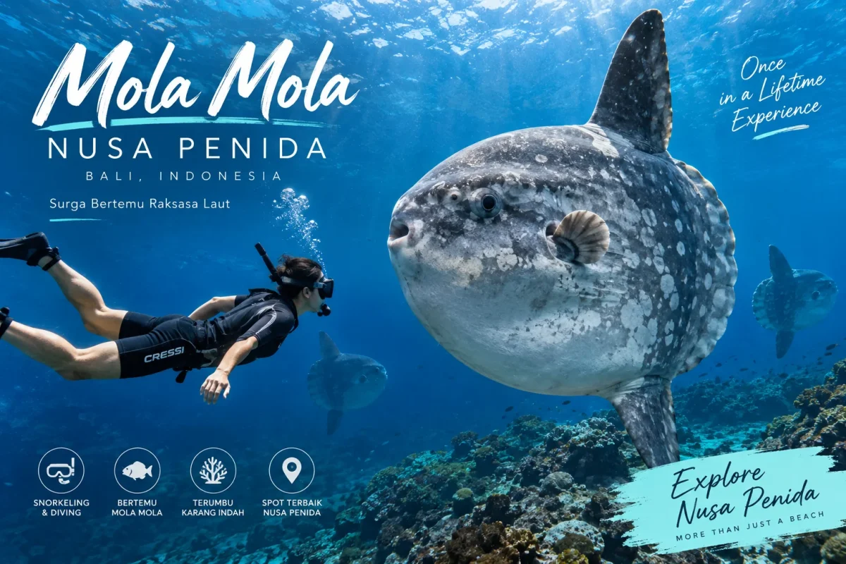 Mola Mola Nusa Penida: Best Season, Diving Spots, Size and Facts